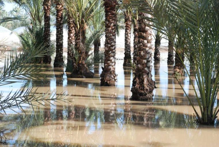 صور من منطقة وادي السلقا شرق دير البلح