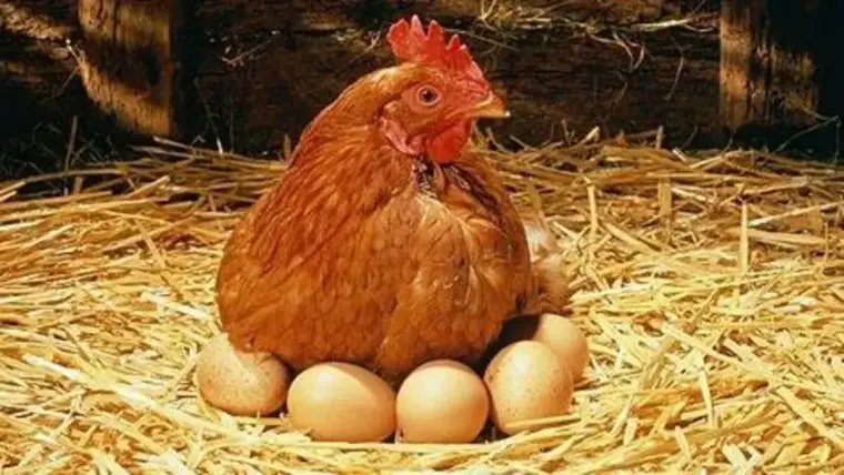 دجاجة وبيضة