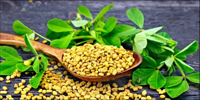 فوائد الحلبة الصحية