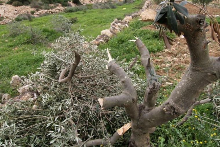 مستوطنون يقتلعون أشجار زيتون في خانيونس