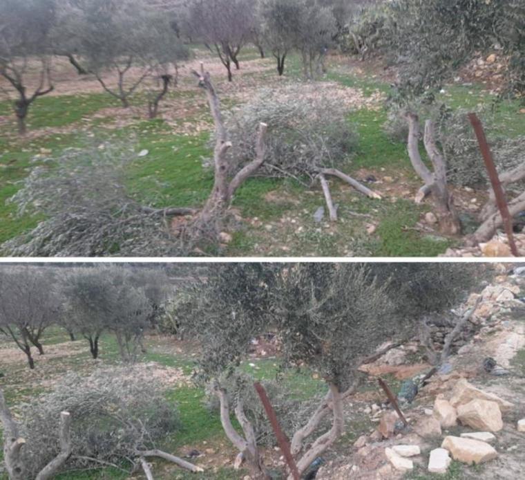 مستوطنون يعتدون على أشجار الزيتون في بيت لحم