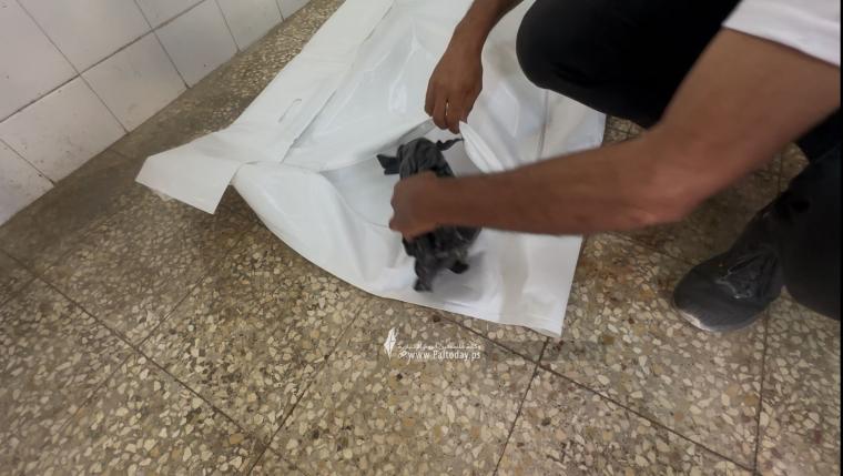 جنين ريهام أبو هين (1).jpeg