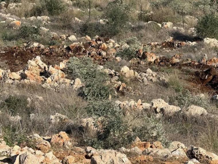 مستوطنون يقتلعون اشجار الزيتون في سلفيت