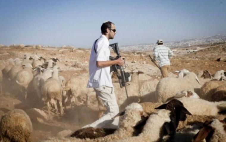 مستوطنون يرعون الأغنام في أراضي المواطنين