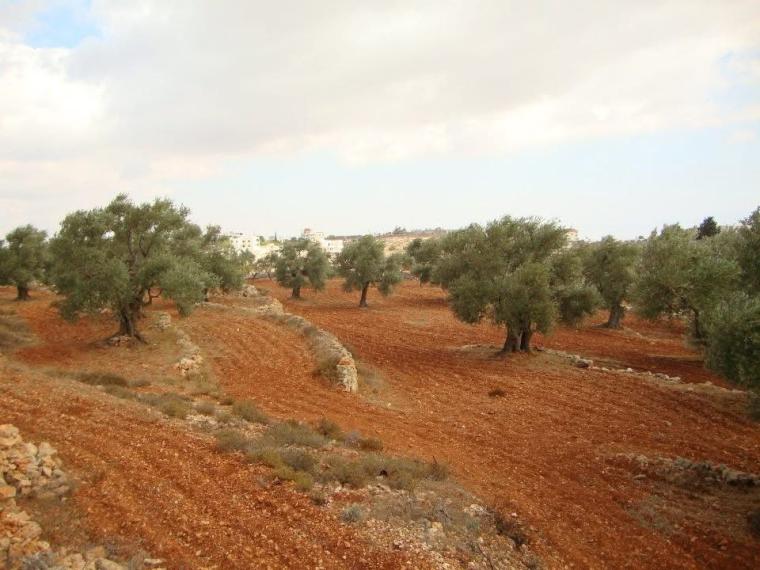 اشجار في كفر مالك
