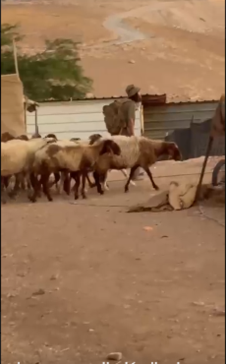 يطلقون اغنامنهم.PNG