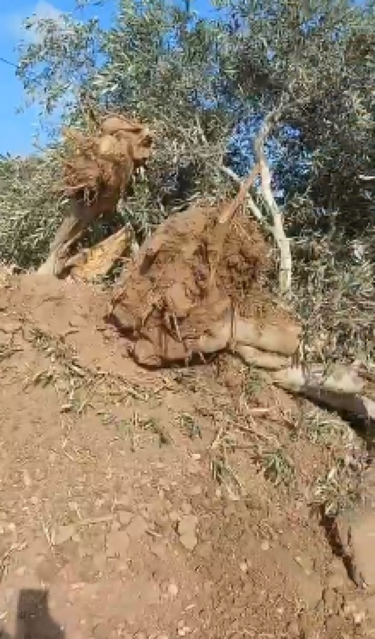 اشجار زيتون.PNG