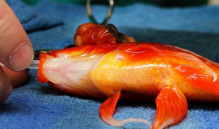 سمكة تخضع لعملية جراحية