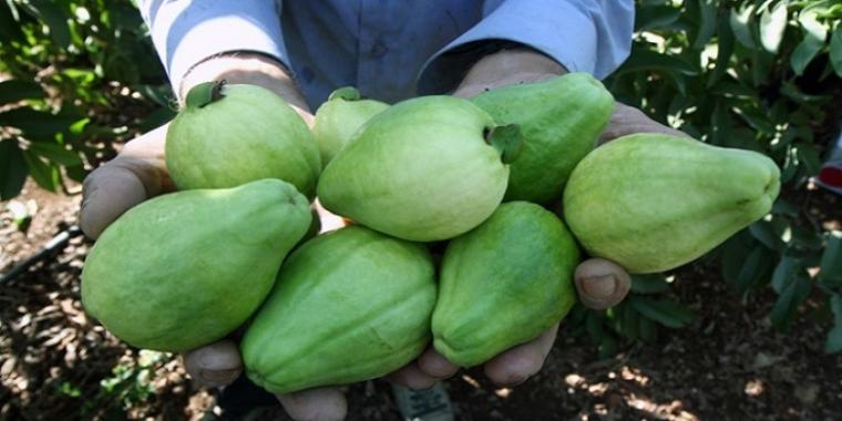 الجوافة