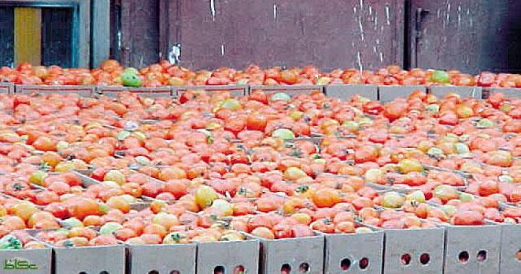 سيتم تصدير الطماطم عبر كرم أبو سالم