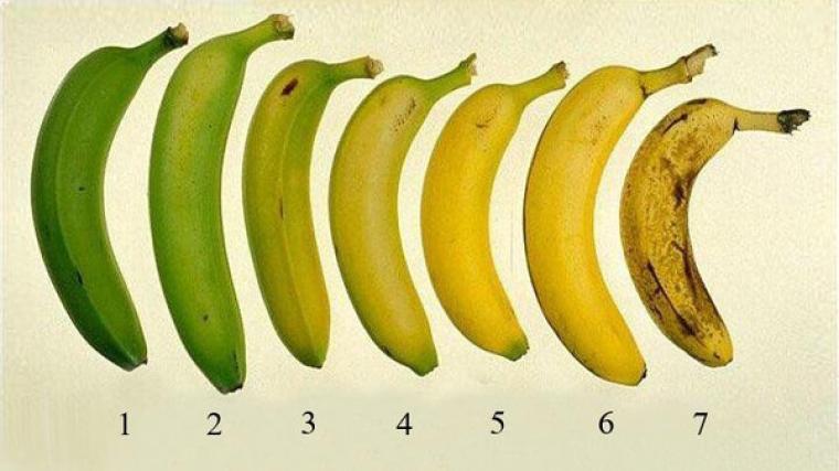 الموز عبر مراحل النضوج
