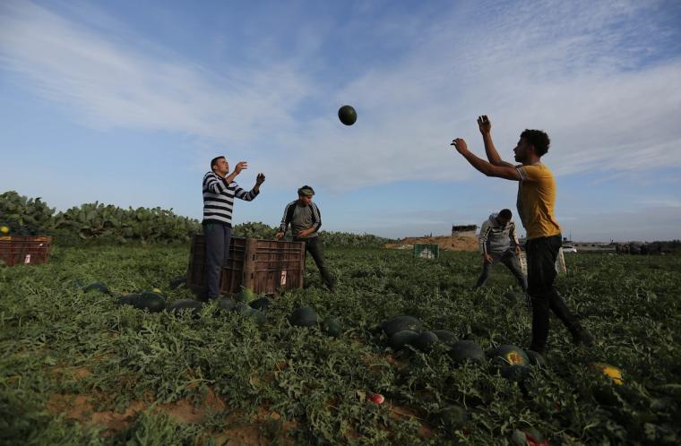 ثمار البطيخ شرق غزة