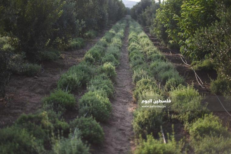 زراعة الزعتر بغزة ‫(39059972)‬ ‫‬