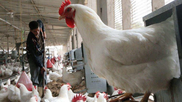 مزارع دجاج في قطاع غزة