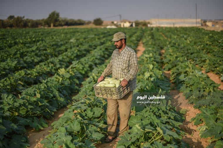 مزارعو غزة