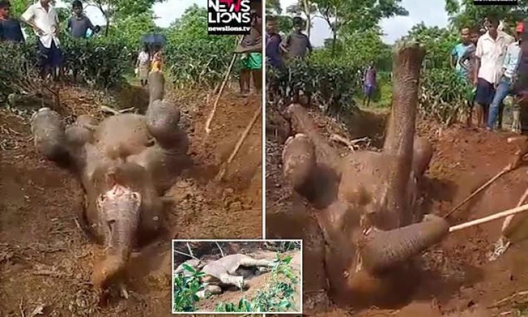 انقاذ فيل بعد أن سقط في حفرة بشكل غريب