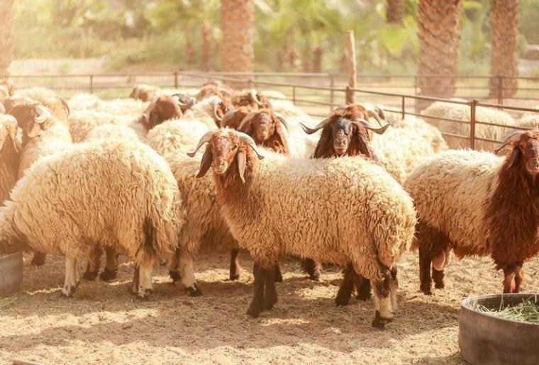 موعد ذبح الاضحية 