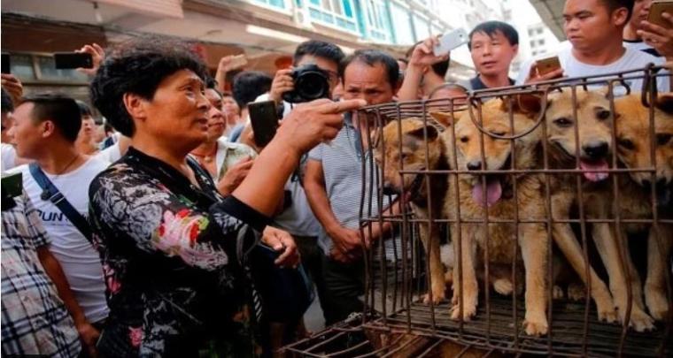 بيع كلاب في الصين