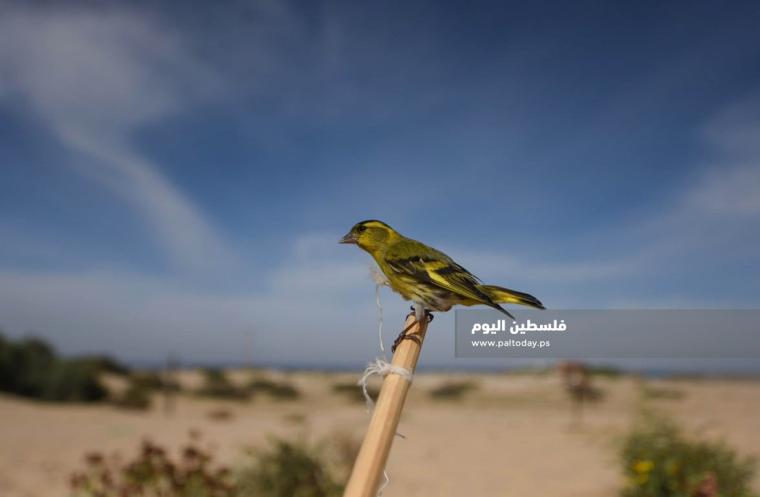صيد العصافير