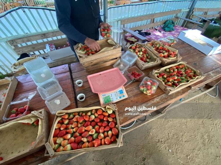 فراولة