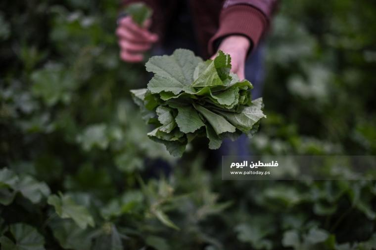 موسم قطف نبتة الخبيزة 