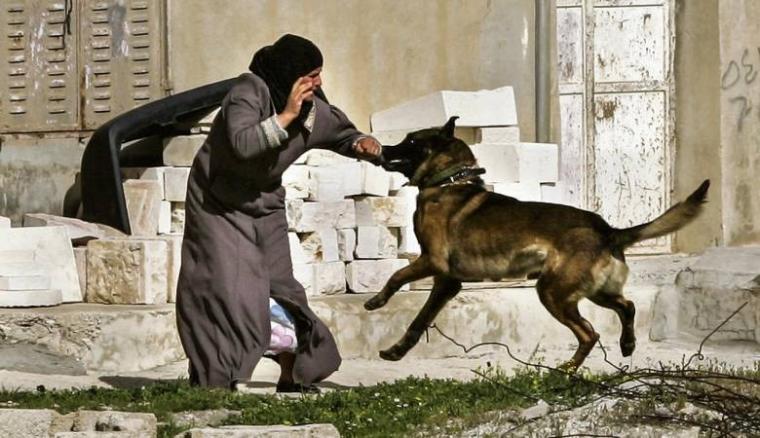  كلاب تهاجم فلسطينيين