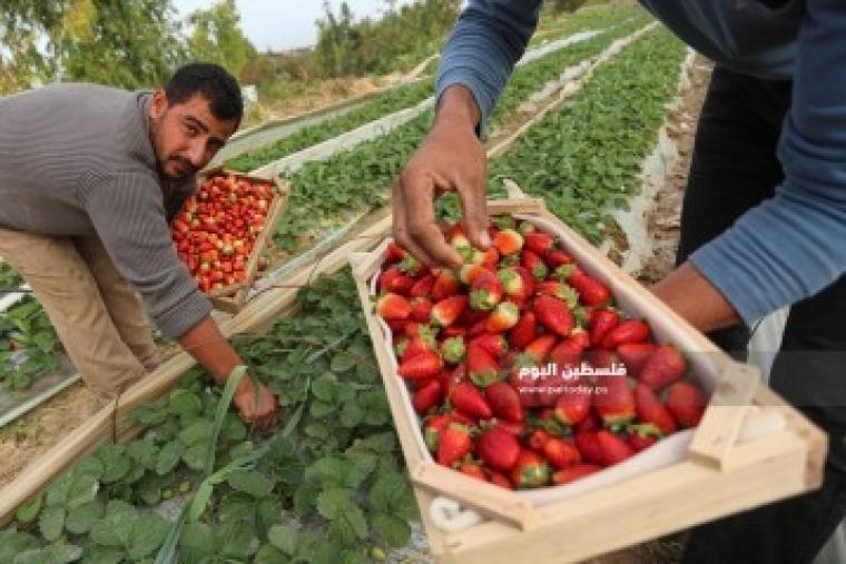 موسم جني ثمار الفراولة في بلدة بيت لاهيا شمال قطاع غزة