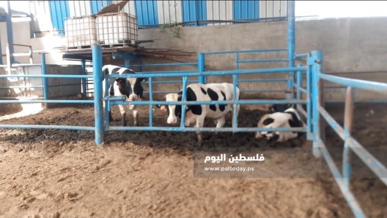 سعر الخروف والماعز للأضاحي في الرياض وجدة والطائف بالسعودية اليوم 2023