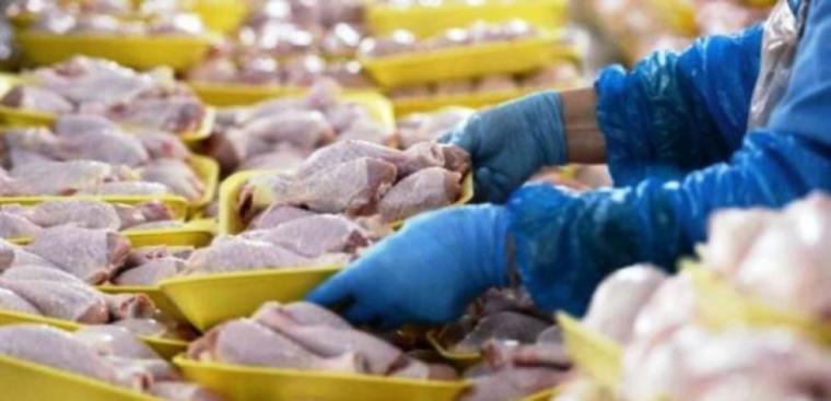 حقيقة إيقاف استيراد الدجاج المبرد والمجمد إلى أسواق غزة؟