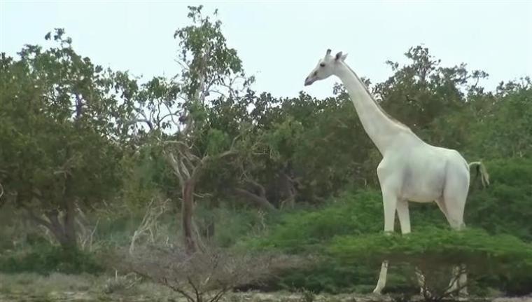 الزرافة البيطاء