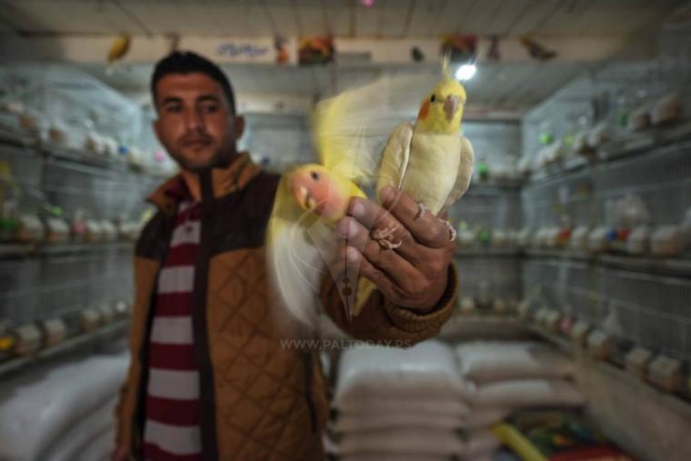 تجارة طيور الزينة فى غزة‬ ‫‬