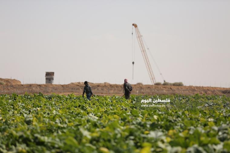 مزارعين على حدود غزة (4).JPG