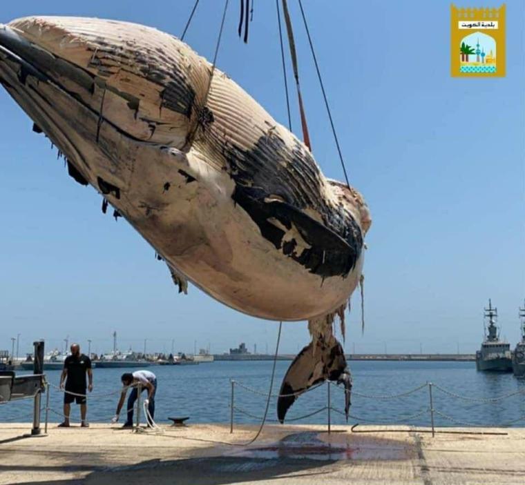 البحرية الكويتية تنتشل حوت ضخم نافق في مياه الخليج  