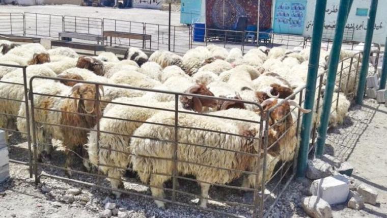مواقع بيع الاضاحي في عمان