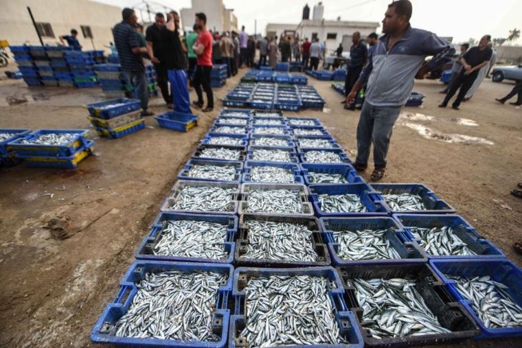 اصطياد سمك في غزة