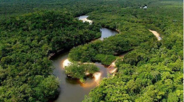 غابة الامازون