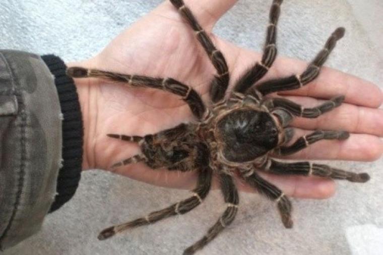 عنكبوت