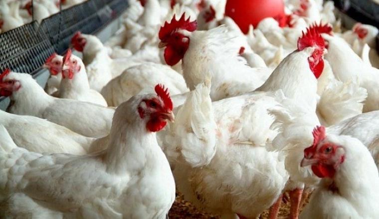  أسعار الدجاج وملحقاتها اليوم الجمعة 15-11-2019