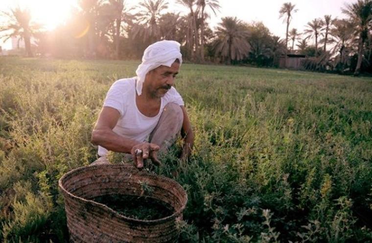 زراعة في مصر