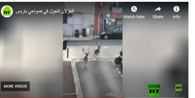 غزلان.PNG