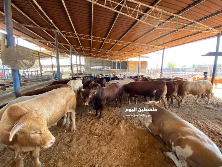 تعبيرية