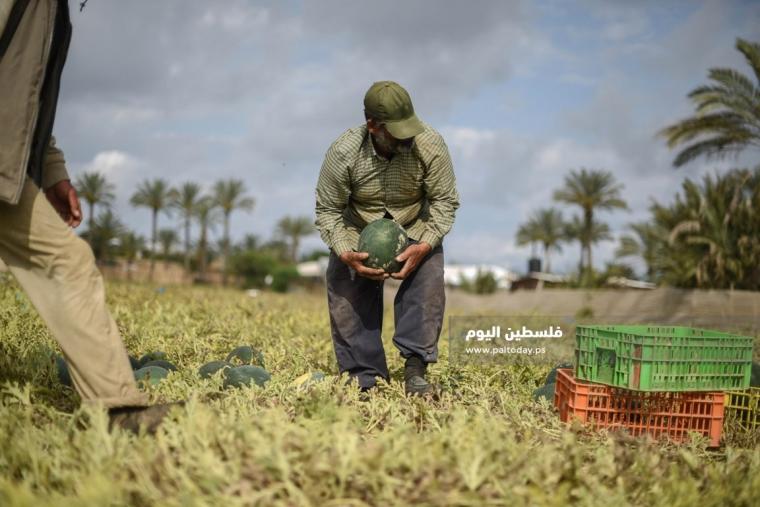 قطف البطيخ في غزة