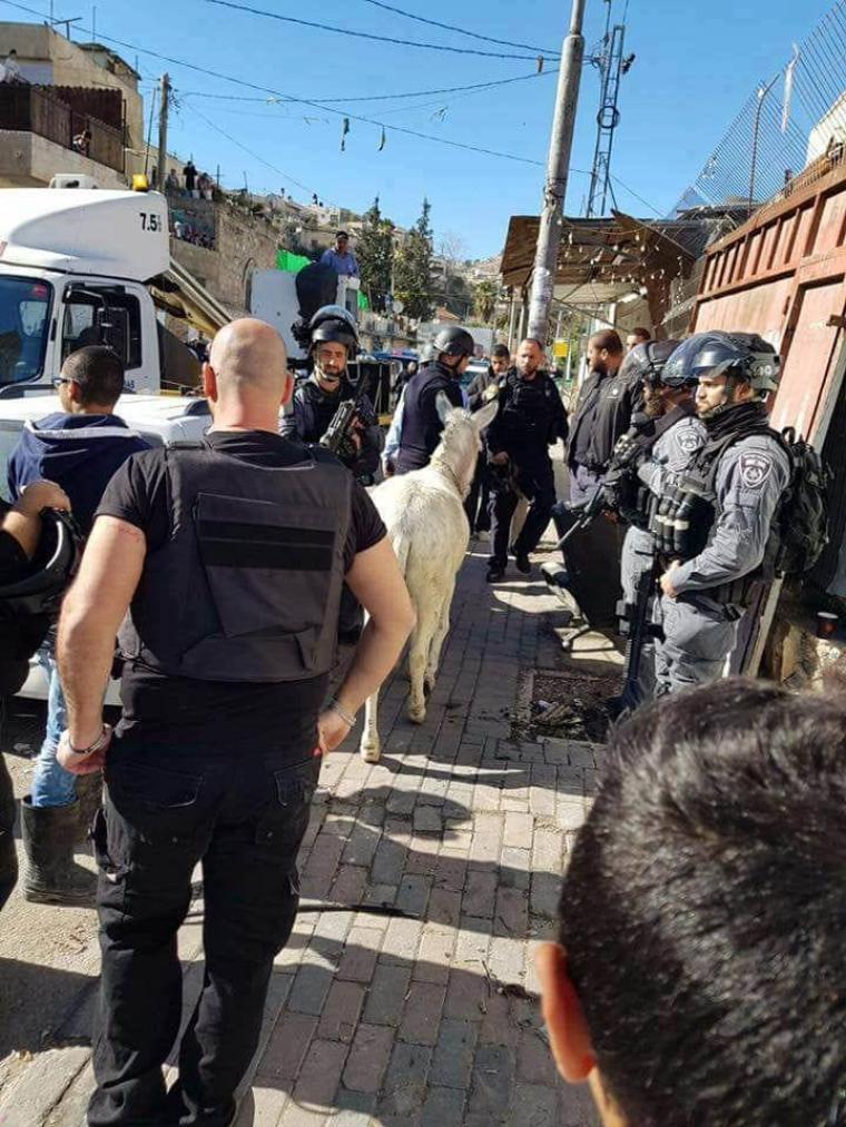 صورة خلال مصادرة الاحتلال للحمار في القدس