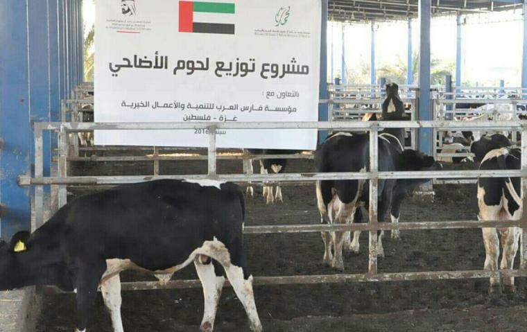 اضاحي