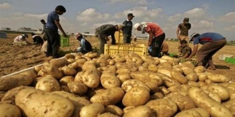 حصد البطاطا في غزة (ارشيف)
