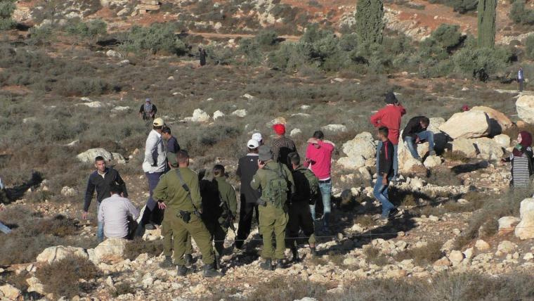 جنود الاحتلال يعتدون على قطافي الزيتون