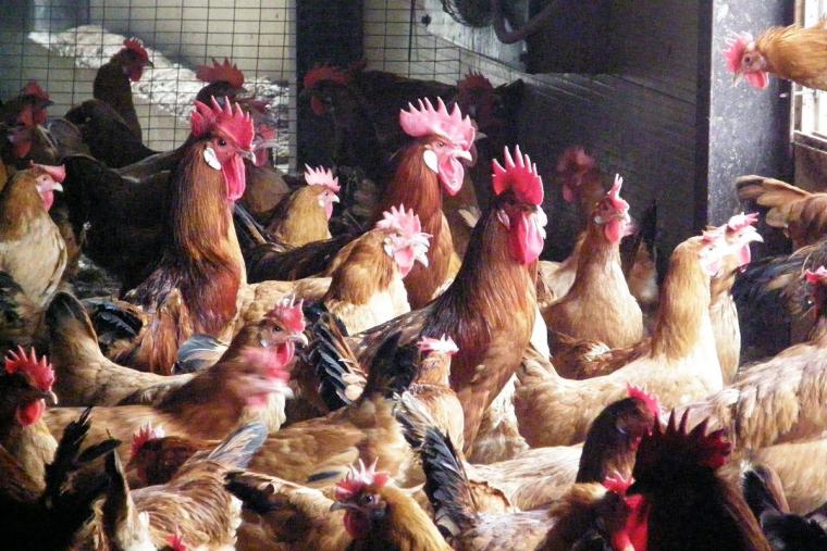 أسعار الفراخ الساسو والدواجن البيضاء 