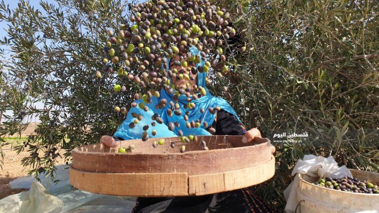 جني ثمار الزيتون