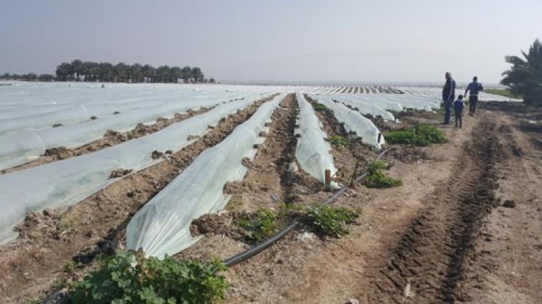 أراض زراعية في الأغوار مسمدة بالسماد الإسرائيلي الملوث