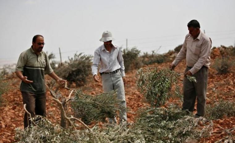 مستوطنون يقتلعون اشجار الزيتون في الضفة المحتلة